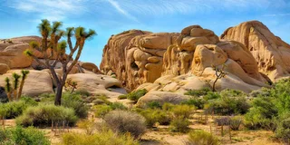 Los Angeles Joshua Tree National Park Private Tour