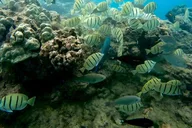 Hilo Sea Turtle Snorkel Adventure thumbnail 3