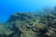 Kauai Snorkeling Adventure 2 hr thumbnail 6