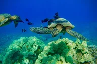 Maui Snorkel Tour with Marine Biologist thumbnail 1
