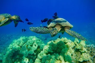 Maui Snorkel Tour with Marine Biologist