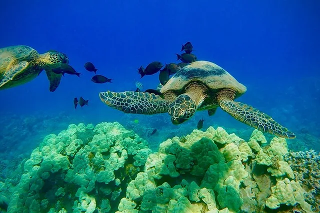 Maui Snorkel Tour with Marine Biologist - Image 1
