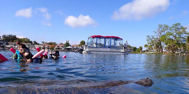 Crystal River Swim with Manatees Tour - Image 4