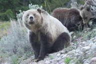 Yellowstone National Park Private Tour 2 Days thumbnail 2