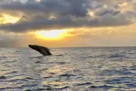 Maui Whale Watching at Sunset 2 hr thumbnail 5