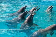 Key West Dolphin Safari thumbnail 3