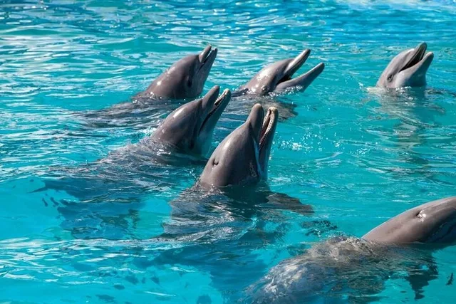 Key West Dolphin Safari - Image 3
