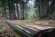 San Francisco City Tour with Muir Woods & Sausalito thumbnail 2