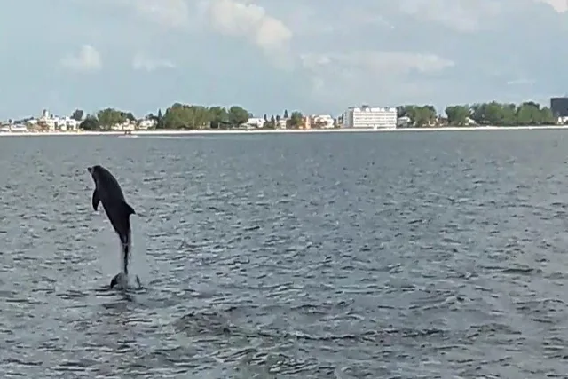 Madeira Beach Dolphin Watching Eco Cruise 90 Min - Image 5