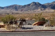 Las Vegas Valley of Fire Guided Tour thumbnail 1