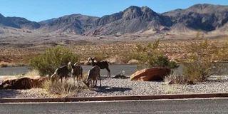 Las Vegas Valley of Fire Guided Tour