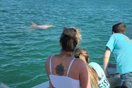 Orange Beach Dolphin Sightseeing Excursion 1 hr thumbnail 6