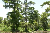 Louisiana Airboat Swamp Tour thumbnail 4