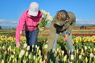 Seattle Tulip Festival Day Tour thumbnail 6