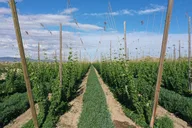 Yakima Valley Hop Farm & Beer Tour thumbnail 3