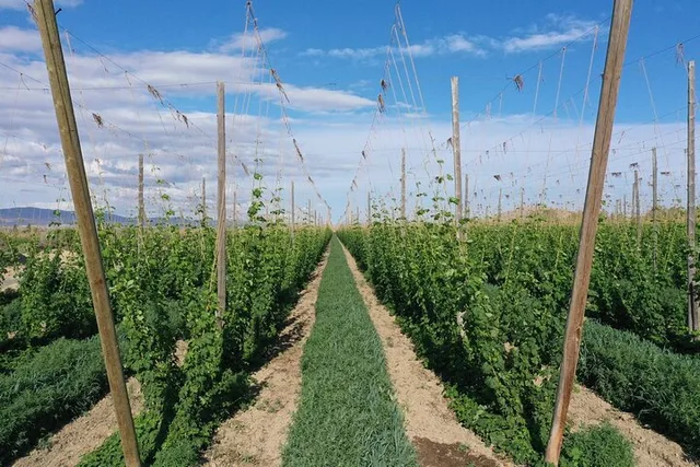 Yakima Valley Hop Farm & Beer Tour - Image 3