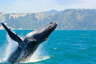 Kona Whale Watching Tour thumbnail 4