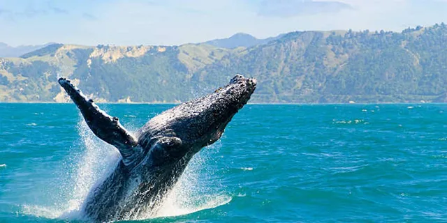 Kona Whale Watching Tour - Image 4