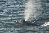 Folly Beach Dolphin Boat Tour to Morris Island thumbnail 4