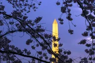 Washington DC Night Monuments Tour with Cherry Blossoms thumbnail 1