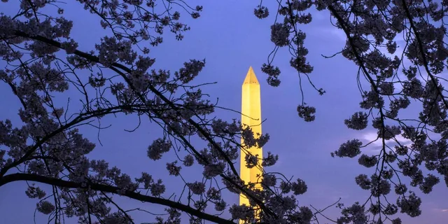 Washington DC Night Monuments Tour with Cherry Blossoms - Image 1