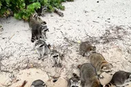 Fort Lauderdale Wildlife Boat Tour to Raccoon Island thumbnail 2