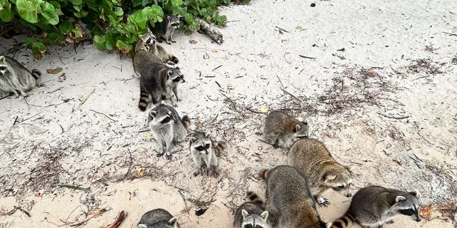 Fort Lauderdale Wildlife Boat Tour to Raccoon Island - Image 2