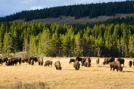 Jackson Hole Yellowstone Wildlife and Geysers Day Tour thumbnail 3