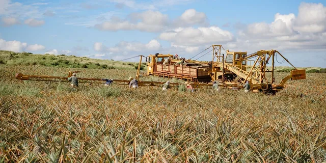 Maui Pineapple Farm Tour in Haliimaile - Image 1