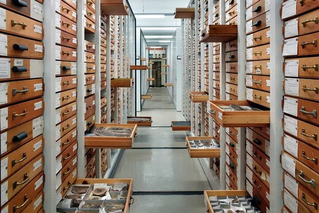 Chicago Field Museum Early Access Tour - Image 6