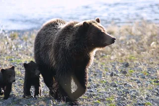 Yellowstone Wildlife Adventure in Lamar Valley at Sunrise