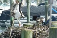 Cape May Eco-Cruise Osprey Birding 2 hr thumbnail 6