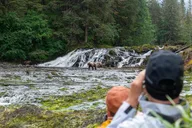 Juneau Brown Bear Viewing at Waterfall Creek thumbnail 6