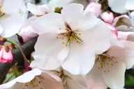 Washington DC Cherry Blossom Bus Tour with Tidal Basin Walk thumbnail 4