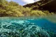Captain Cook Snorkel Tour at Kealakekua Bay thumbnail 6