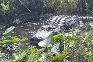 Orlando Airboat Ride in the Everglades 30 Min thumbnail 3