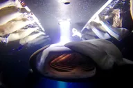 Kailua-Kona Night Manta Ray Snorkel Experience thumbnail 2