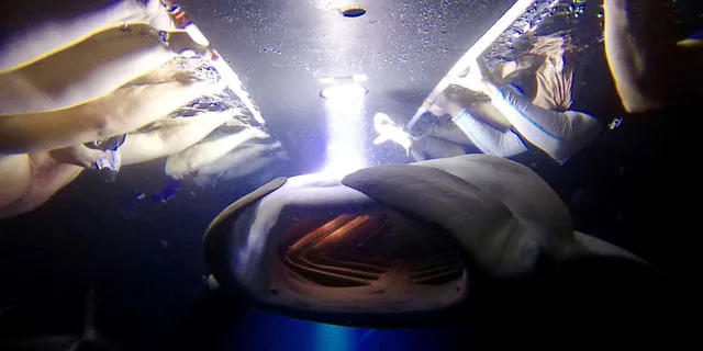 Kailua-Kona Night Manta Ray Snorkel Experience - Image 2