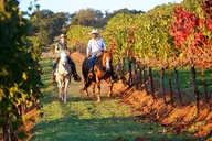 Sedona Horseback Tour 1 hr thumbnail 2