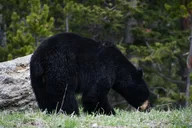 Big Sky Yellowstone Park Private Day Trip thumbnail 5