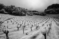 Napa Valley Wine Tour thumbnail 4