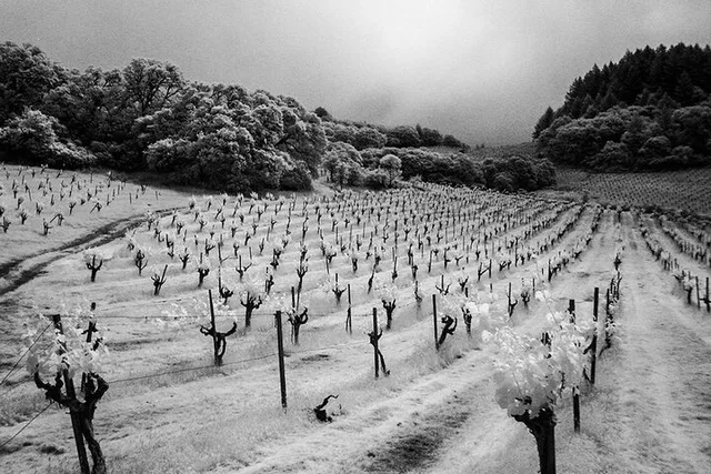 Napa Valley Wine Tour - Image 4