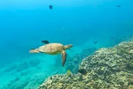 Honolulu Snorkeling Tour at Turtle Canyon 2 hr thumbnail 5