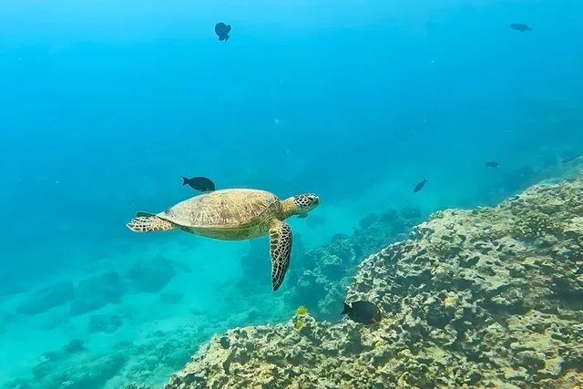 Honolulu Snorkeling Tour at Turtle Canyon 2 hr - Image 5