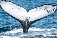 San Diego Dolphin and Whale-Watching Sunset Cruise thumbnail 3