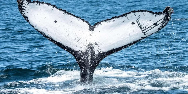 San Diego Dolphin and Whale-Watching Sunset Cruise - Image 3