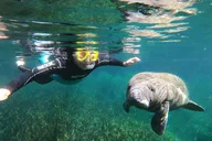 Crystal River Manatee Swim Small Group 3 Hr thumbnail 1