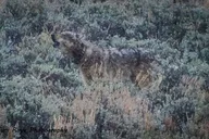 Yellowstone Private Tour with Iconic Sites 2 Days thumbnail 2