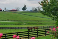 Lexington Horse Farm Tour with Insider Access thumbnail 1