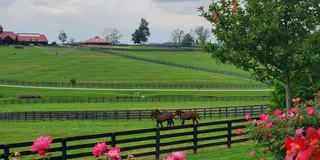 Lexington Horse Farm Tour with Insider Access
